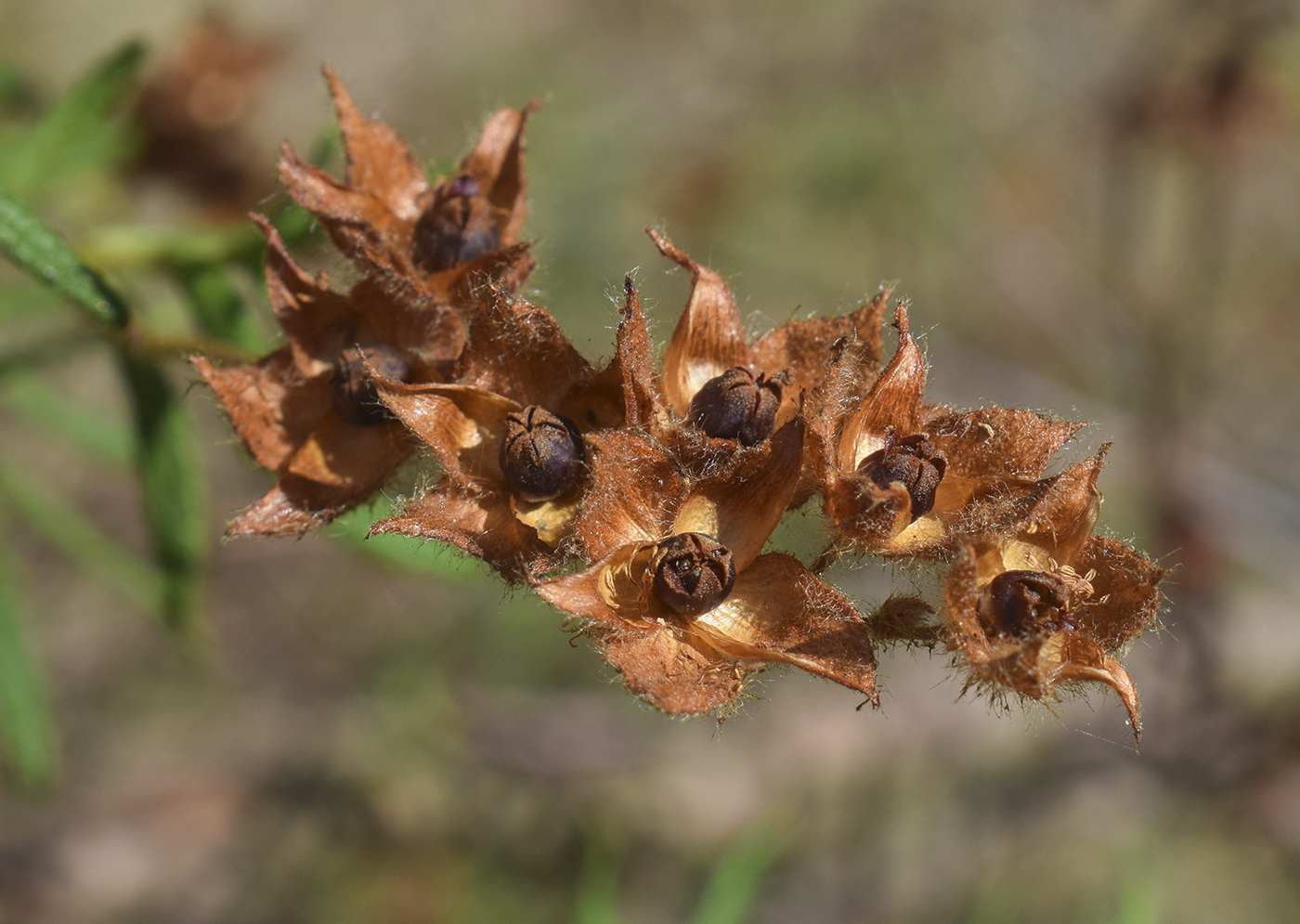 Изображение особи Cistus monspeliensis.