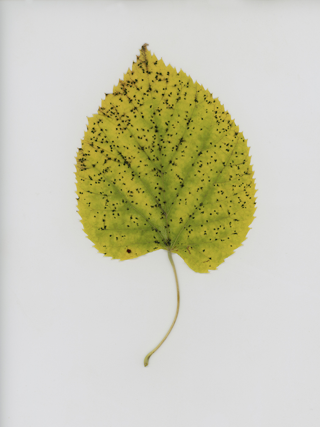 Image of Tilia cordata specimen.