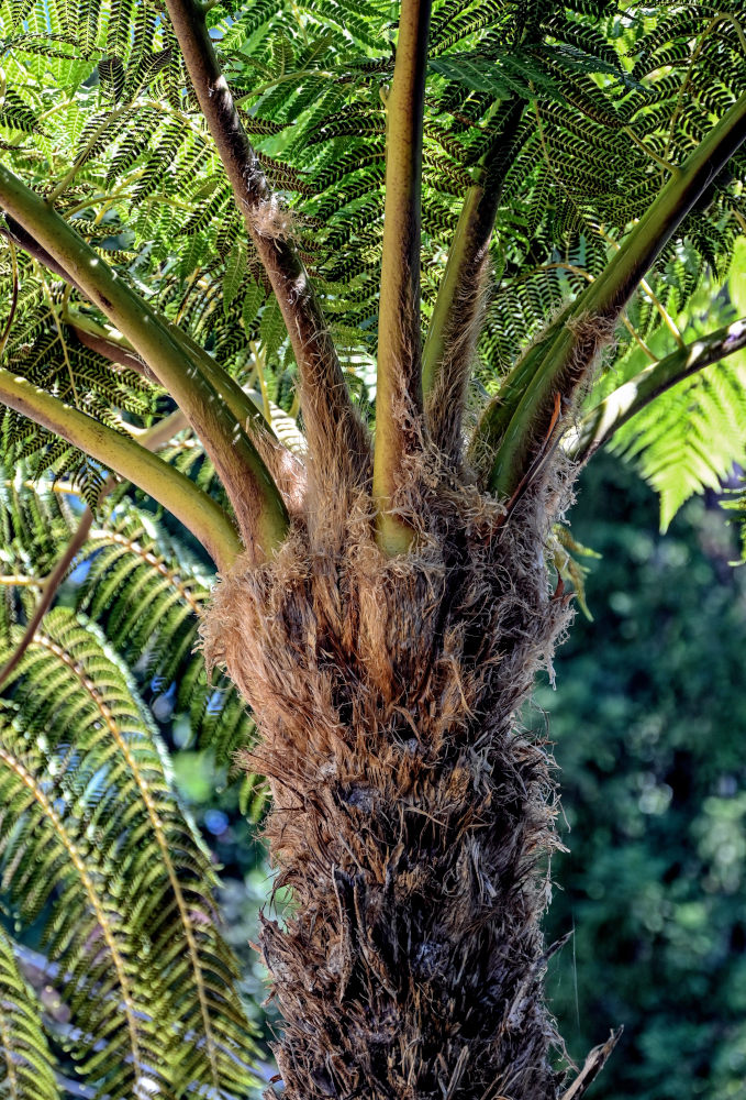 Изображение особи Cyathea cooperi.