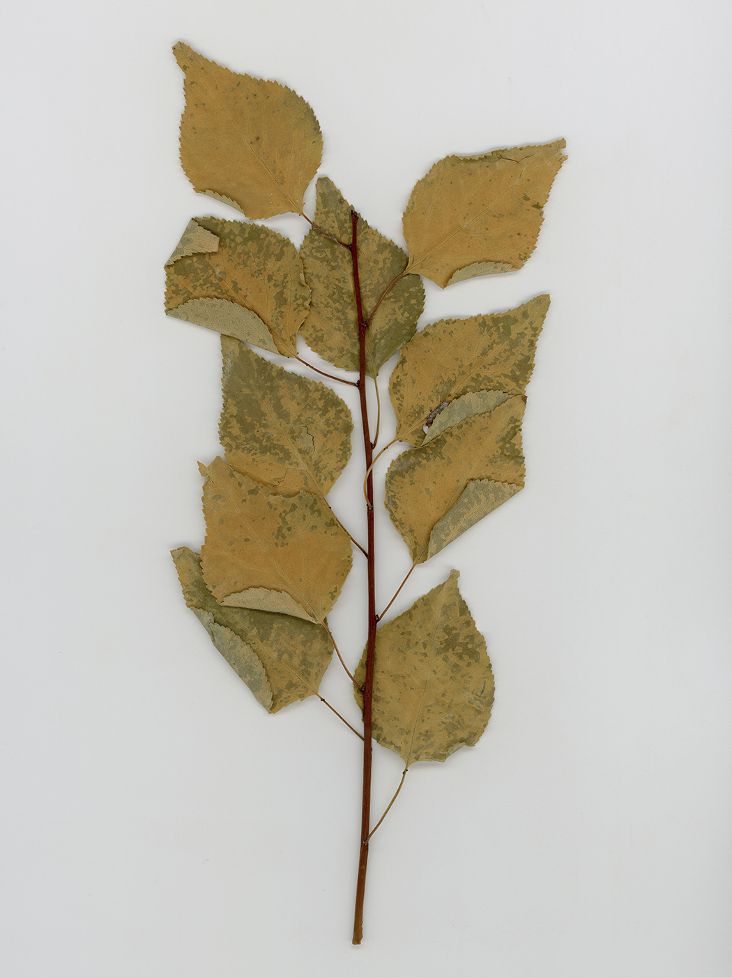 Изображение особи Betula pendula.