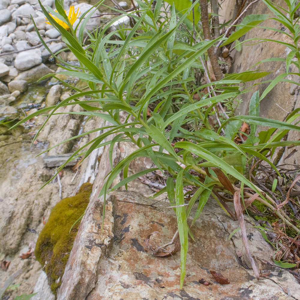 Image of Inula ensifolia specimen.