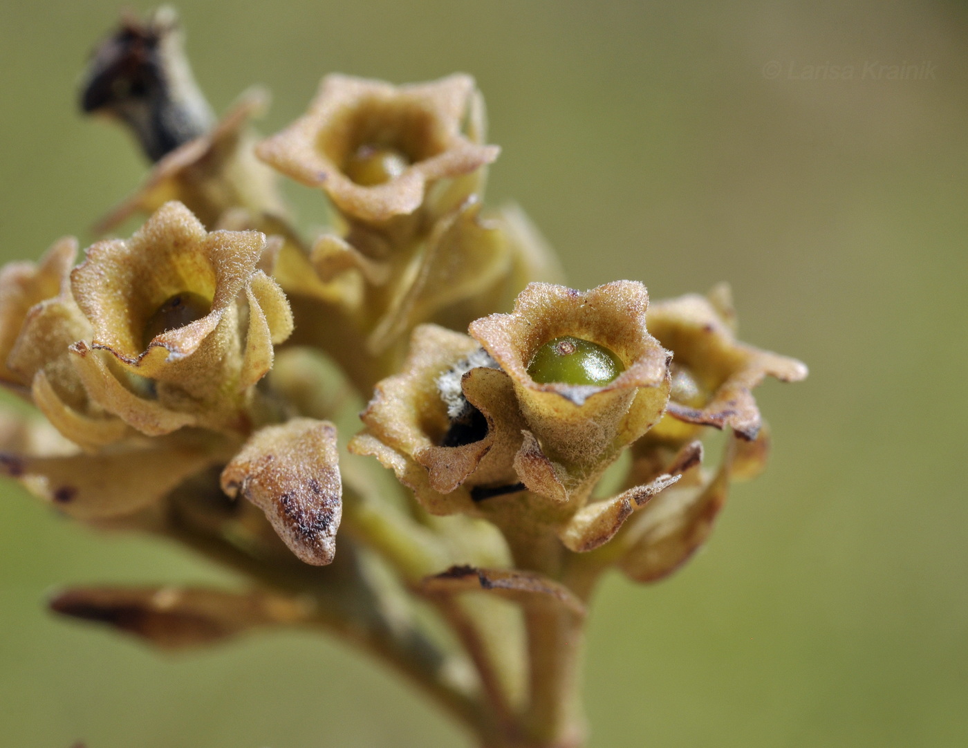 Image of Vitex pinnata specimen.