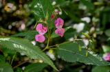 Impatiens glandulifera. Верхушка побега с цветками и плодами. Московская обл., окр. г. Железнодорожный, дол. р. Чёрная, опушка смешанного леса. 22.09.2025.