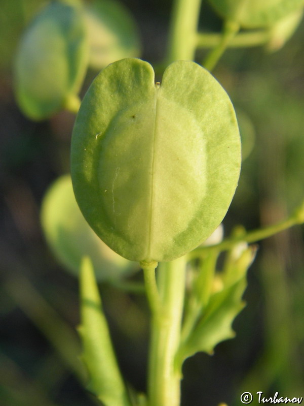 Image of Thlaspi arvense specimen.