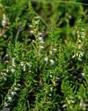 Calluna vulgaris. Верхушки побегов с распускающимися соцветиями. Португалия, Азорские о-ва, о-в Сан-Мигел, окр. оз. Лагоа-ду-Фогу, ≈ 1000 м н.у.м., верещатник. 14.08.2025.
