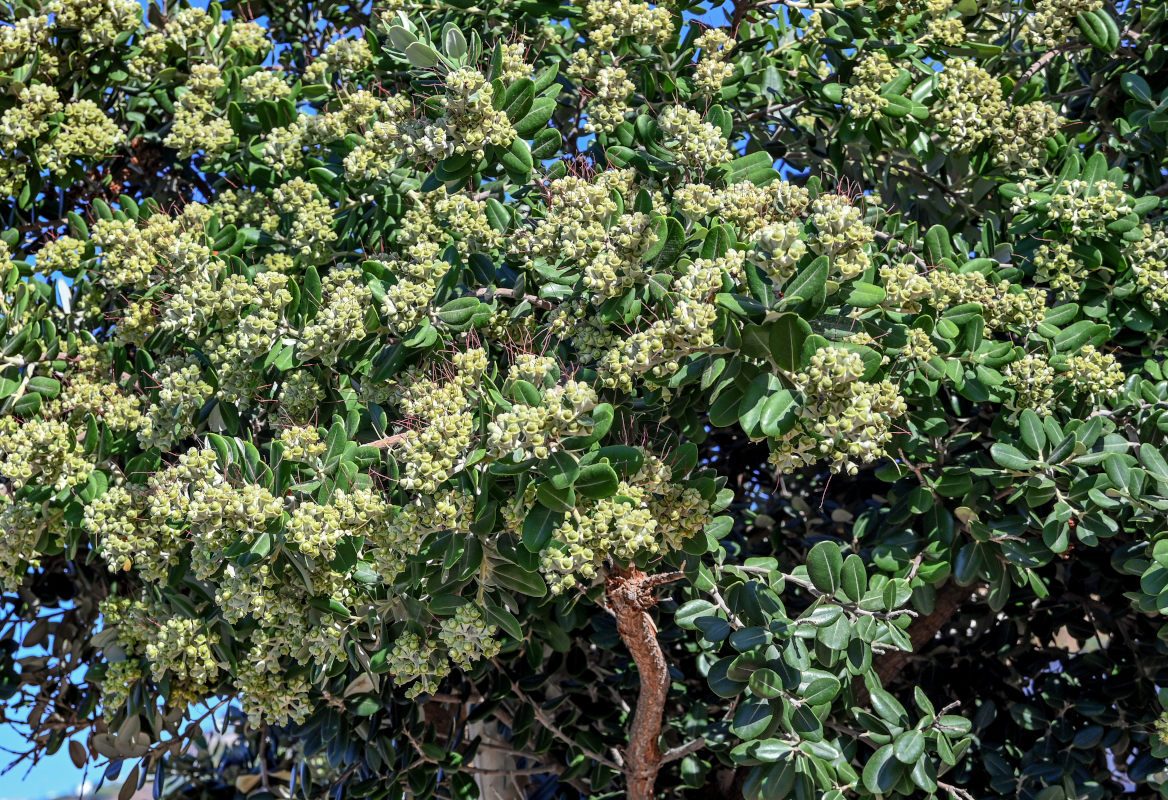 Image of Metrosideros excelsa specimen.