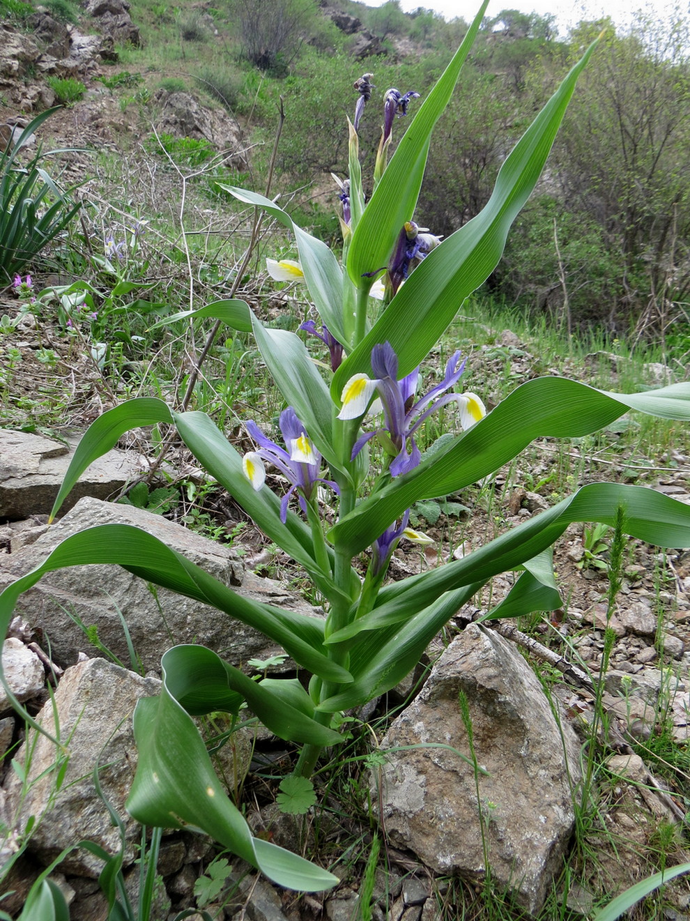Image of Juno vicaria specimen.