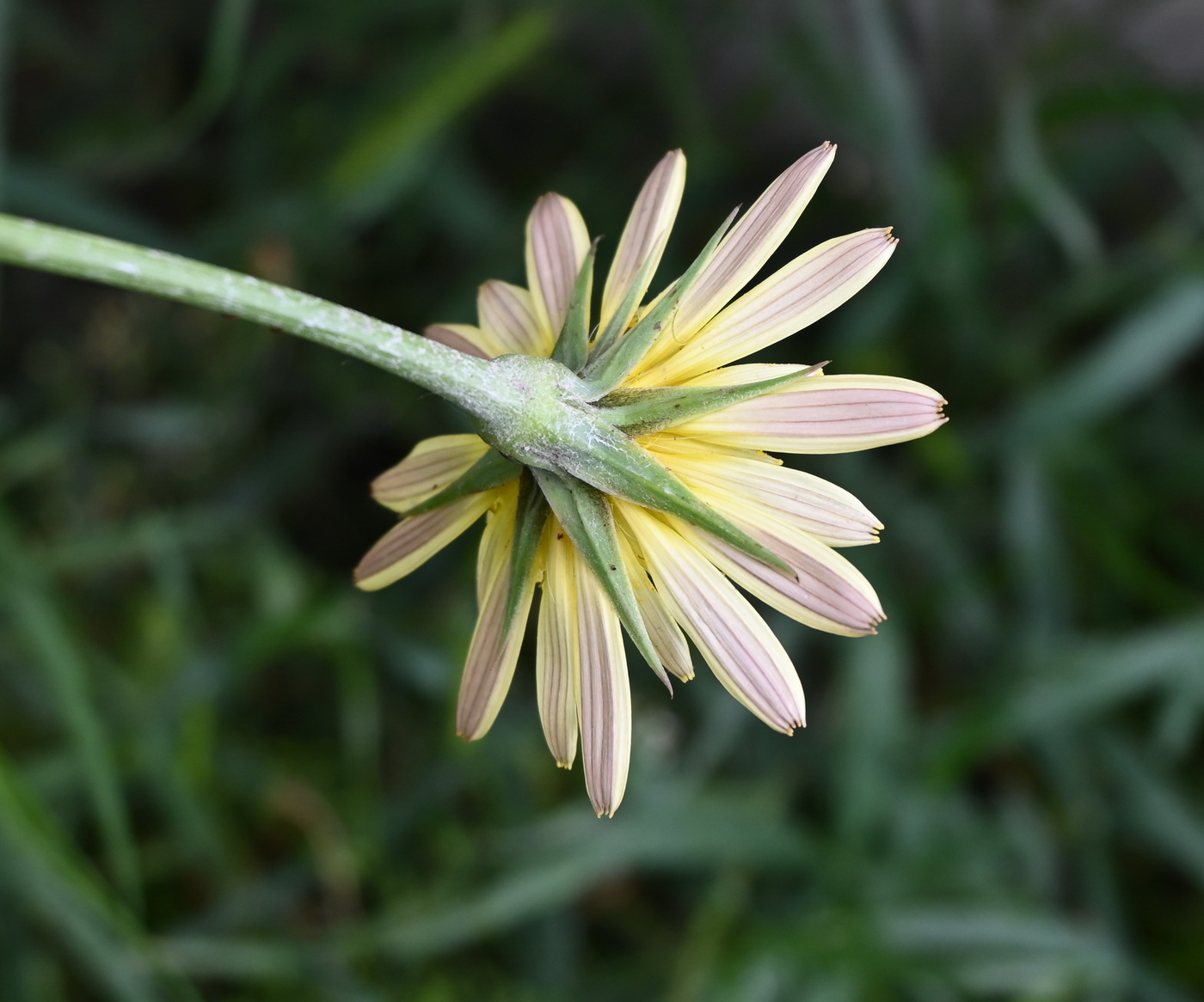 Image of genus Tragopogon specimen.