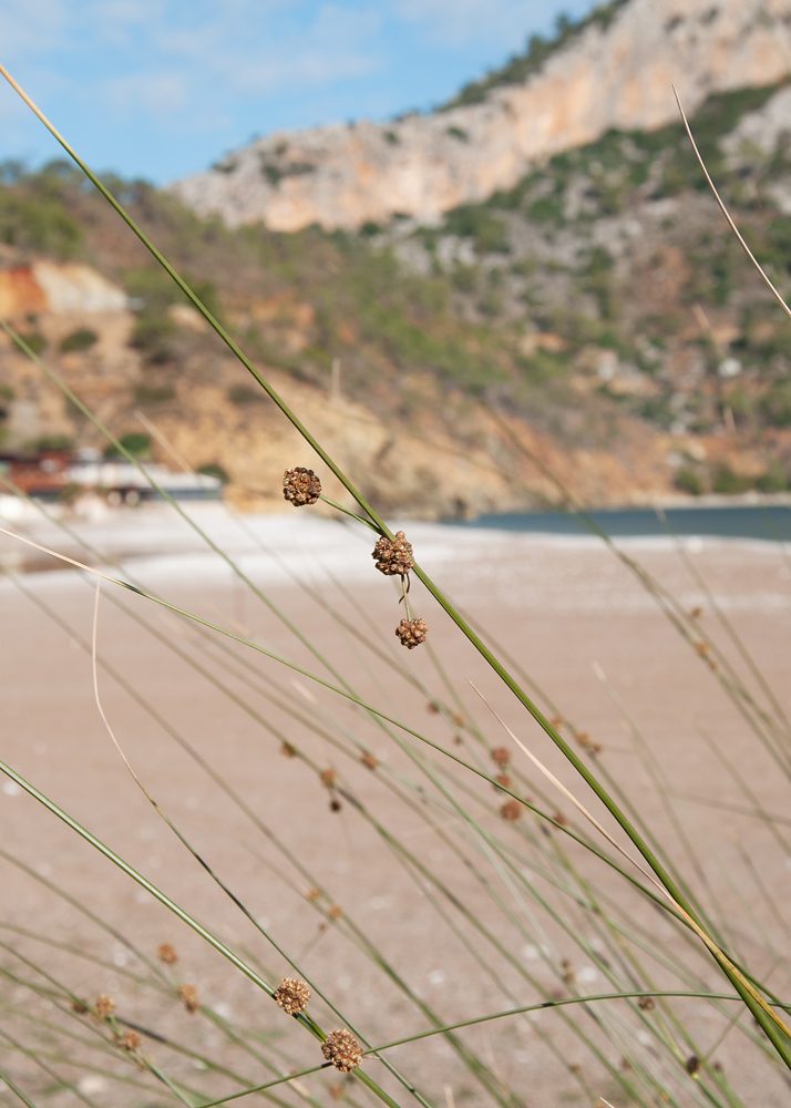 Изображение особи Scirpoides holoschoenus.