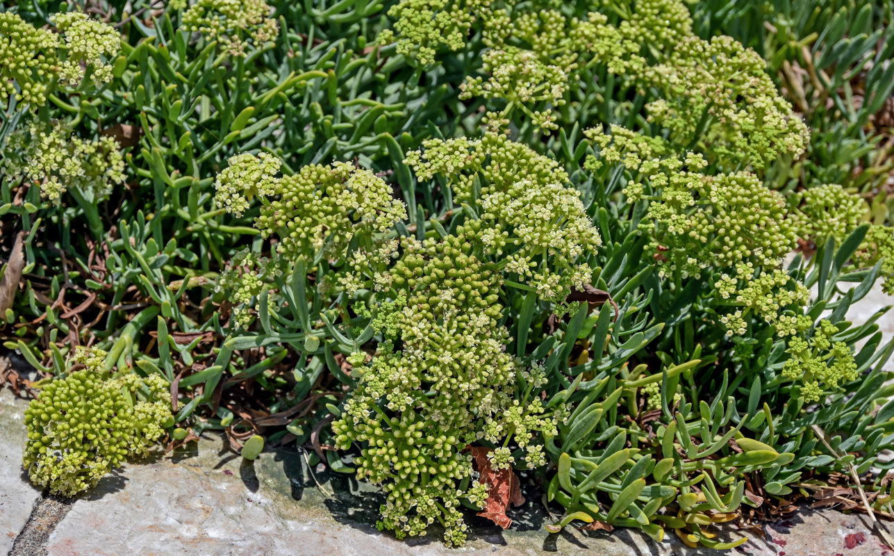 Image of Crithmum maritimum specimen.