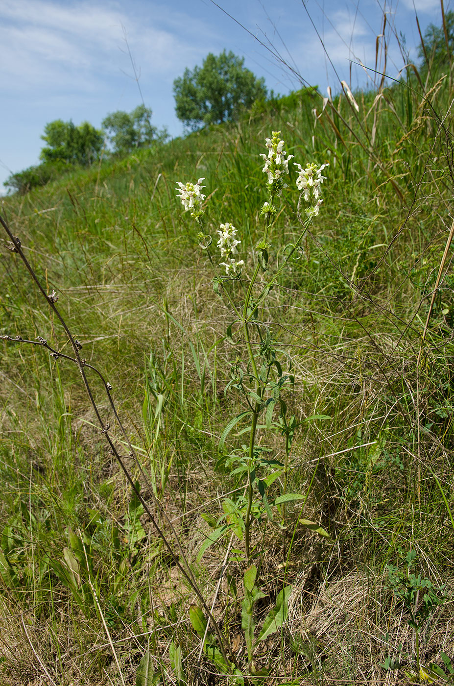 Изображение особи Stachys recta.