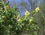 Sambucus racemosa
