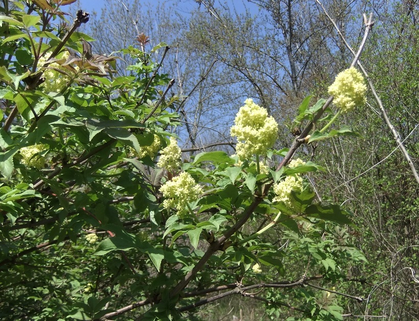 Image of Sambucus racemosa specimen.