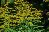 Solidago canadensis. Верхушки побегов с соцветиями и мухой. Московская обл., Чеховский р-н, окр. дер. Чепелёво, опушка смешанного леса. 31.08.2025.