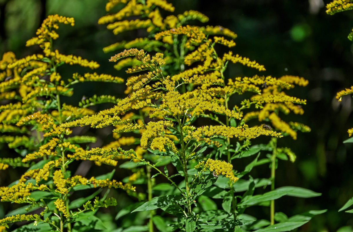 Изображение особи Solidago canadensis.