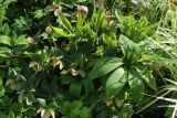 Helleborus abchasicus. Плодоносящее растение с молодыми листьями. Санкт-Петербург, Кировский р-н, палисадник у жилого дома, в культуре. 08.05.2026.