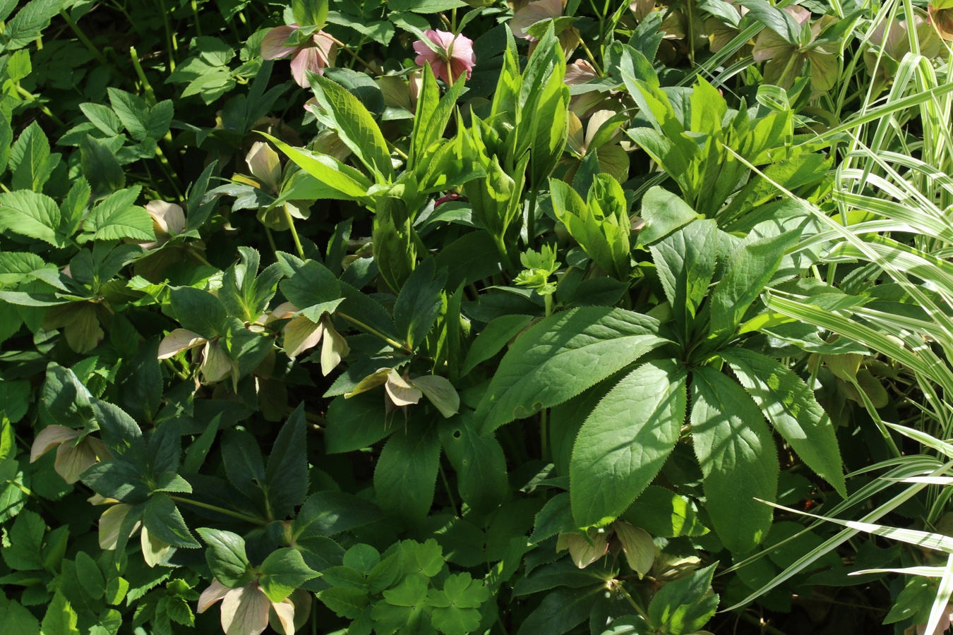 Изображение особи Helleborus abchasicus.
