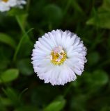Bellis perennis. Соцветие. Московская обл., ГО Подольск, газон. 14.05.2026.