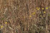 Sedum reflexum. Цветущие растения. Крым, Севастополь, сухая степь (dry grassland). 21.06.2026.