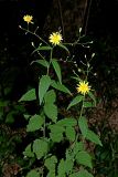 Lapsana communis