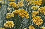 Helichrysum italicum