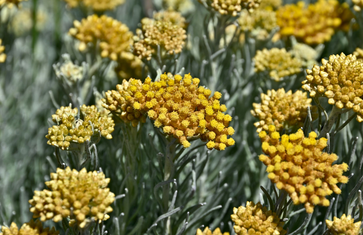 Image of Helichrysum italicum specimen.