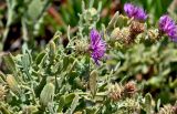 Centaurea sphaerocephala. Верхушки побегов с отцветшими и цветущим соцветиями. Португалия, округ Бежа, окр. г. Карвальял, каменистый склон. 06.06.2026.