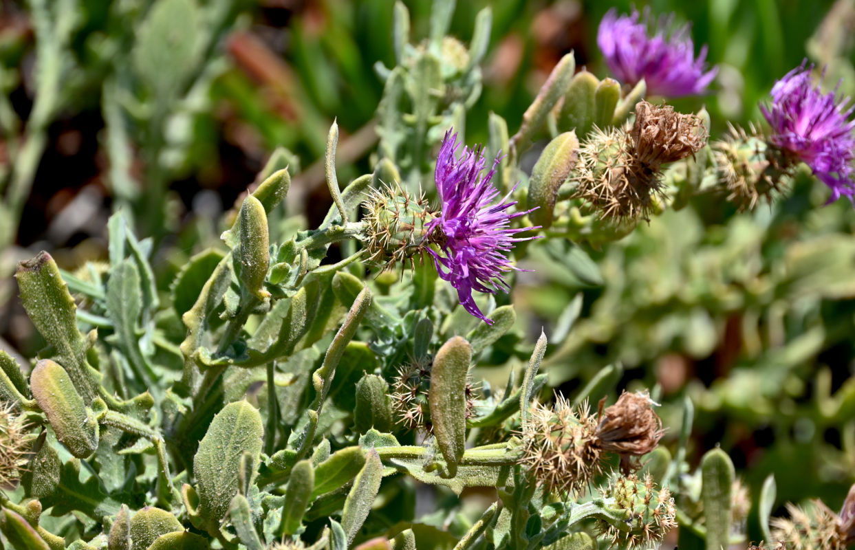Image of Centaurea sphaerocephala specimen.