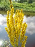 Verbascum marschallianum