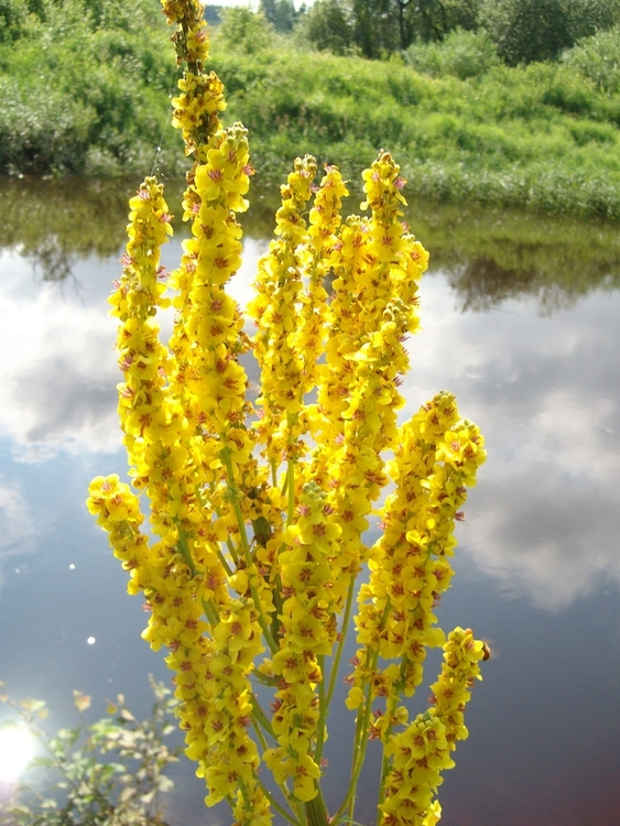 Image of Verbascum marschallianum specimen.