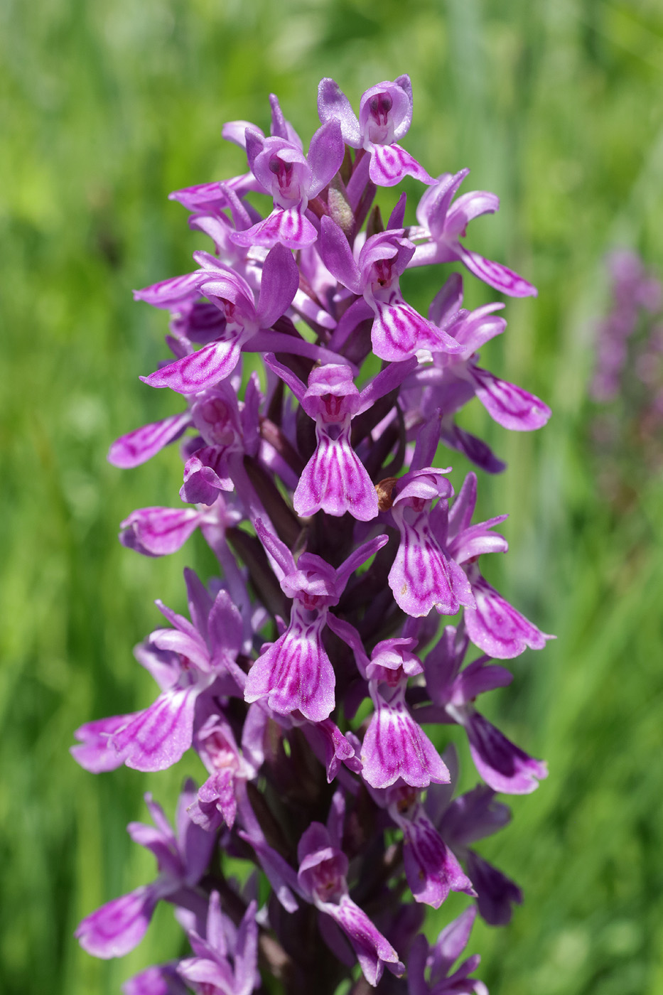 Image of Dactylorhiza umbrosa specimen.