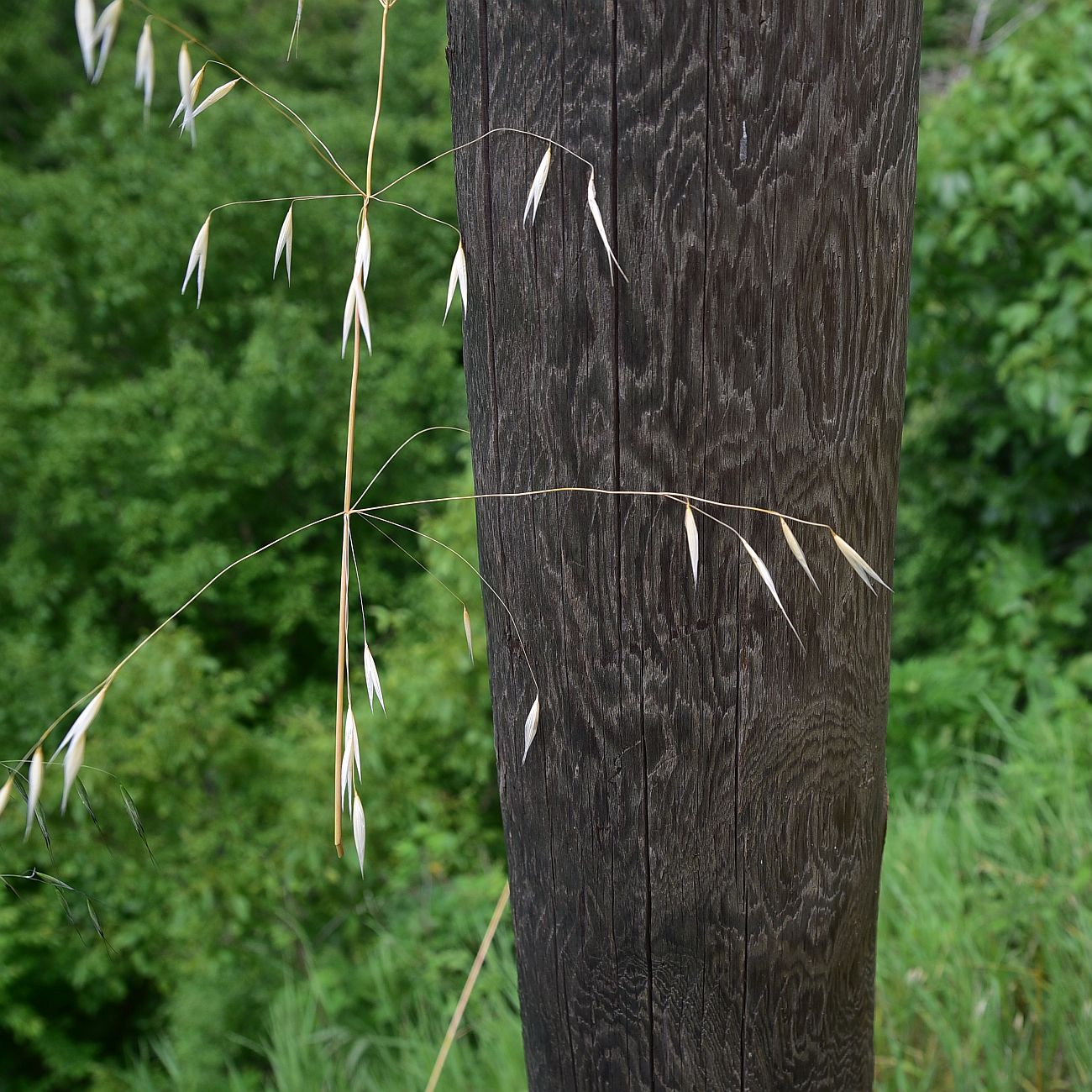 Image of genus Avena specimen.