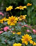 Heliopsis helianthoides подвид scabra. Верхушки побегов с соцветиями. Московская обл., г. Железнодорожный, в культуре. 21.08.2026.