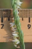 Spiranthes spiralis
