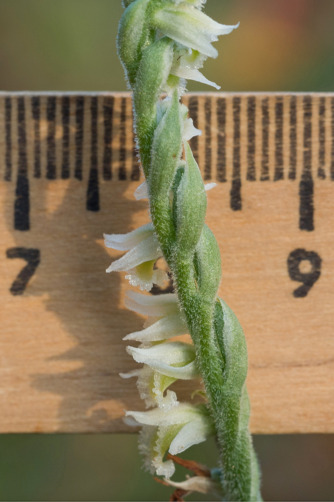 Изображение особи Spiranthes spiralis.