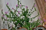 Antirrhinum linkianum