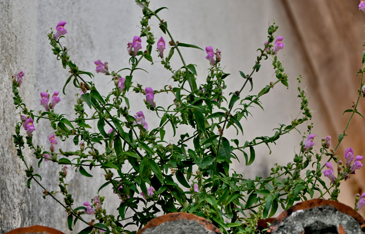 Изображение особи Antirrhinum linkianum.