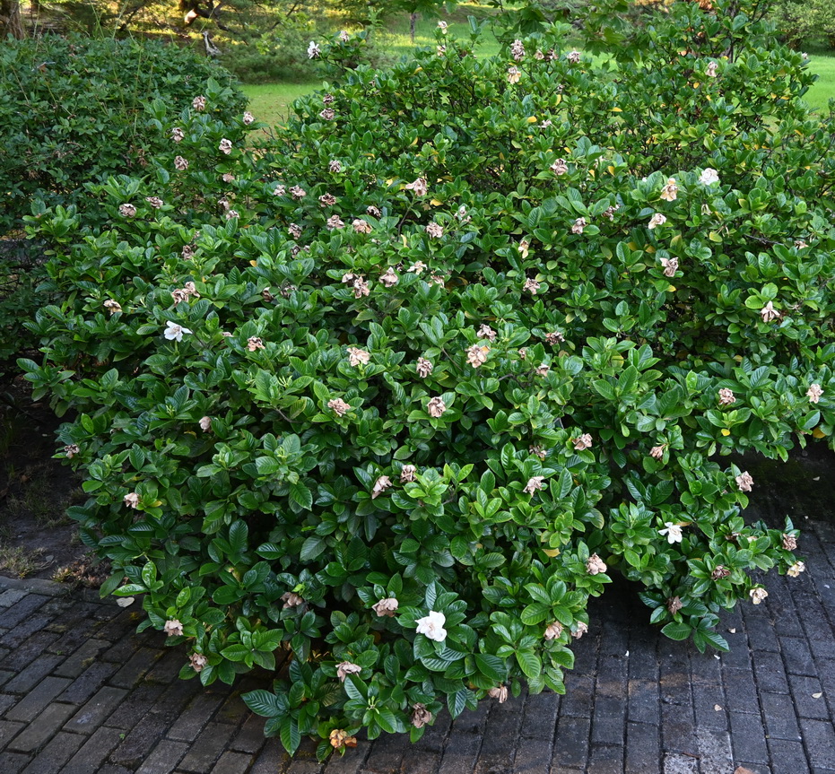 Изображение особи род Gardenia.