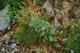 род Rumex. Плодоносящее растение. Турция, ил Артвин, р-н Юсуфели, левый берег р. Бархал-Чайи над порогом, выс. 1800 м н.у.м., скальная полка. 14 июня 2026 г.