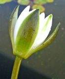 Nymphaea × borealis. Цветок. Ярославская обл., Некрасовский р-н, оз. Чистое. 03.09.2009.