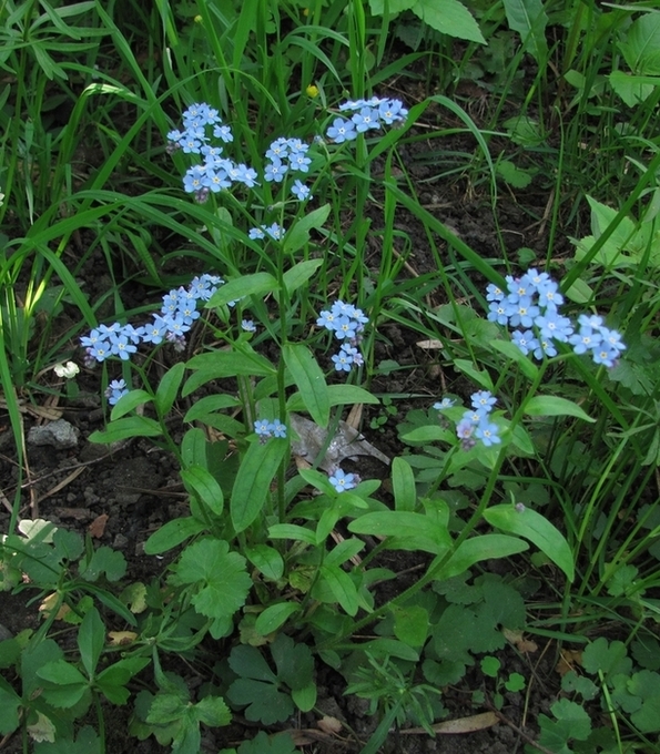 Изображение особи Myosotis sylvatica.