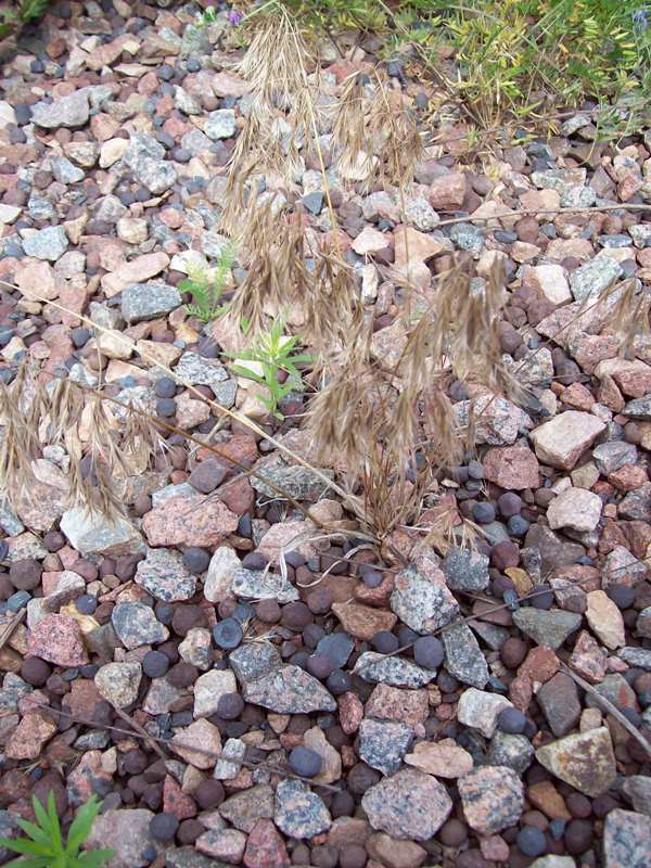 Image of Anisantha tectorum specimen.