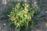Astragalus utriger. Цветущее растение. Крым, Южный берег, окр. пос. Новый Свет, Царский пляж. 06.05.2011.