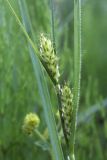 Carex hirta