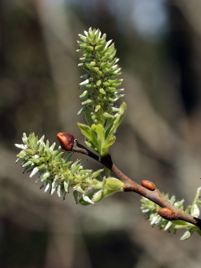 Изображение особи Salix aurita.