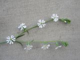 Silene dichotoma. Соцветие. Новосибирская обл., Карасукский р-н, с. Благодатное. 06.07.2011.