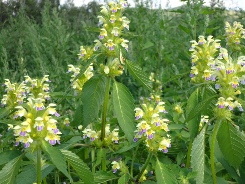 Image of Galeopsis speciosa specimen.