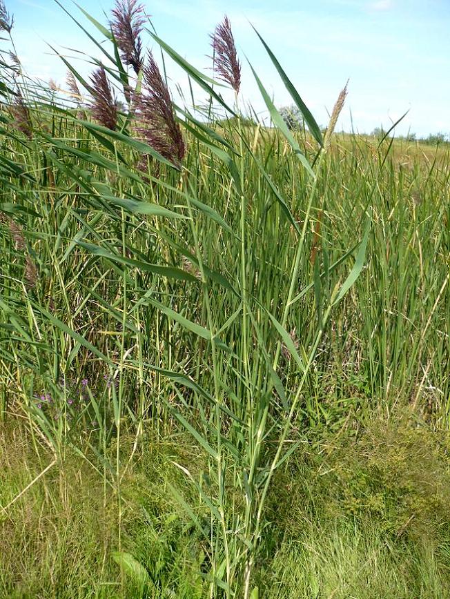 Изображение особи Phragmites australis.