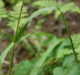 Festuca altissima. Стеблевой лист. Тверская обл., Центрально-Лесной заповедник, широколиственно-еловый лес. 04.08.2011.