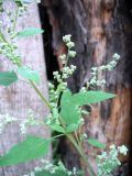 Chenopodium suecicum